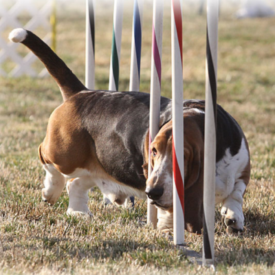 BHCA Events | Basset Hound Club of America