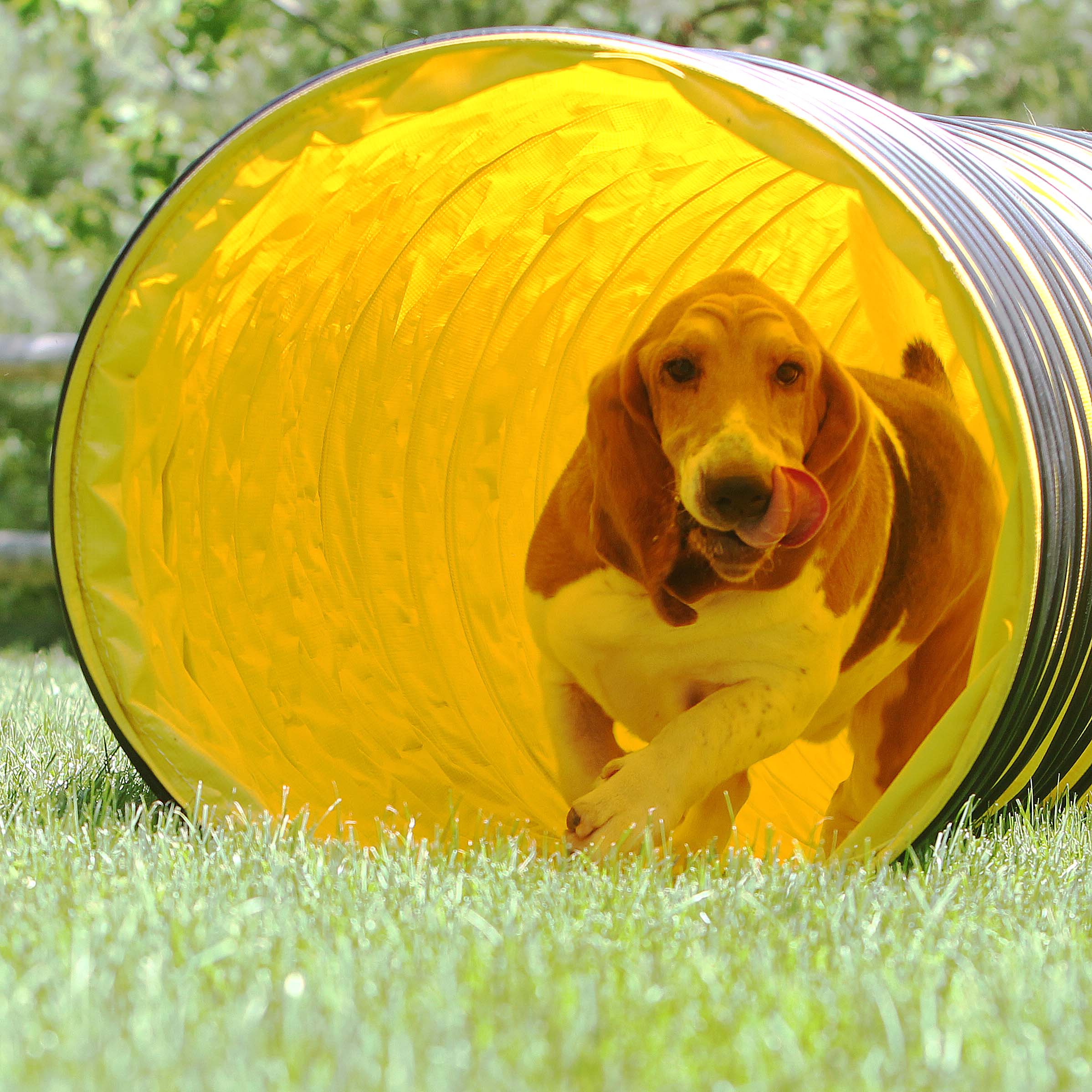 Basset Hound Club of America All About Agility