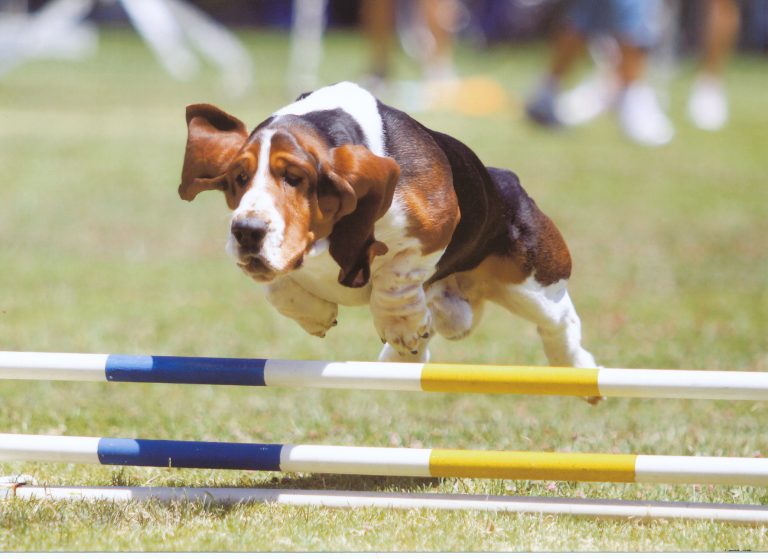 Basset Hound Club of America Agility