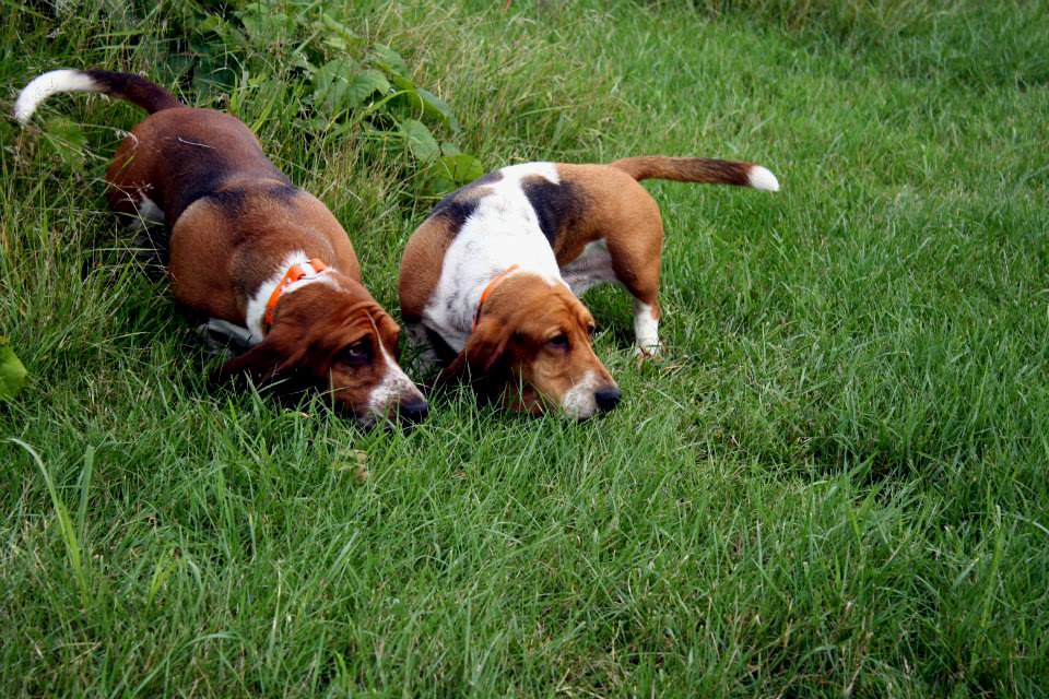 Basset Hound Club of America Field Trials