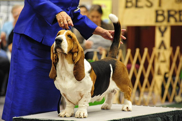Basset Hound Club of America All About Dog Shows