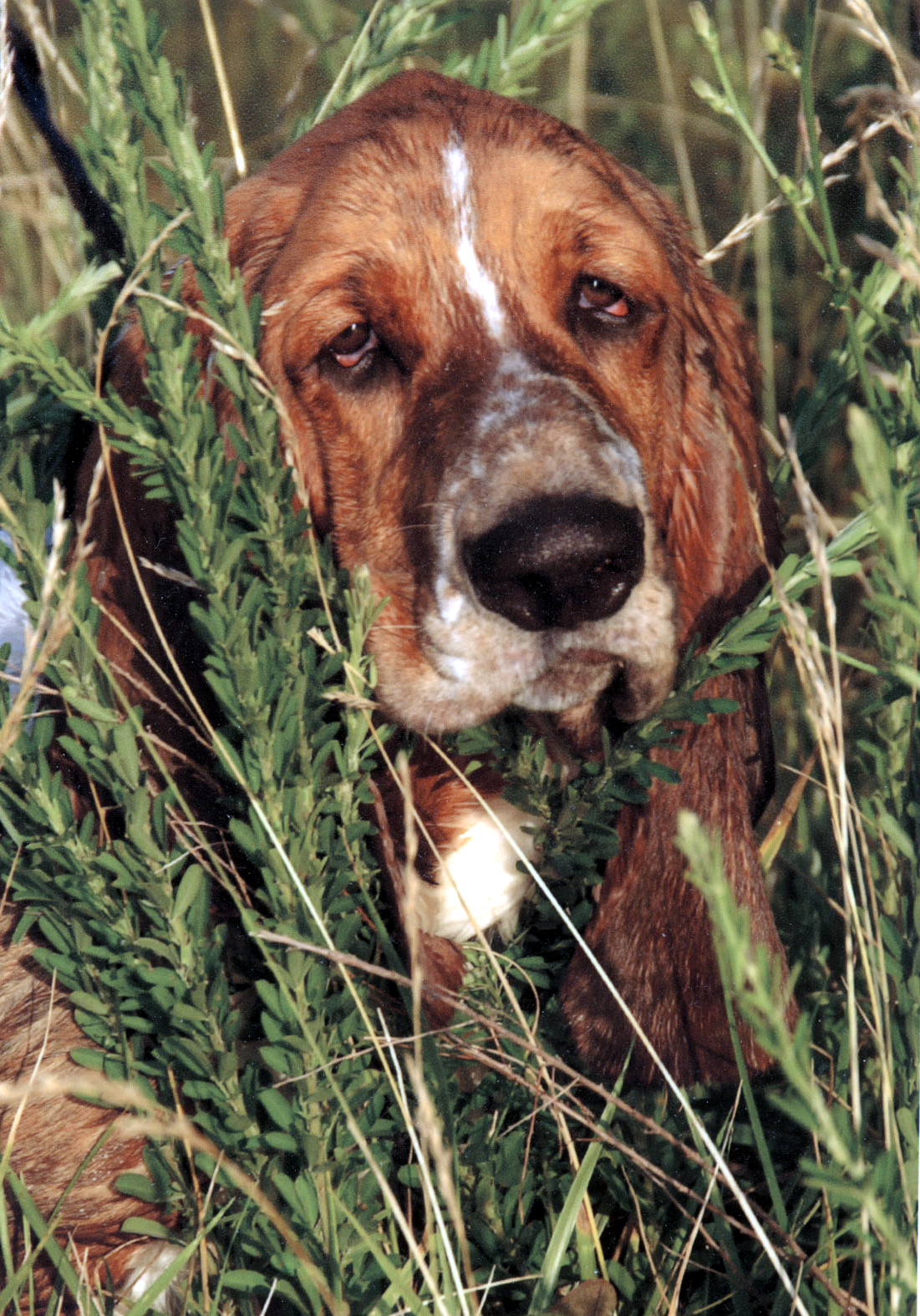 Basset Hound Club of America Selecting a Breeder