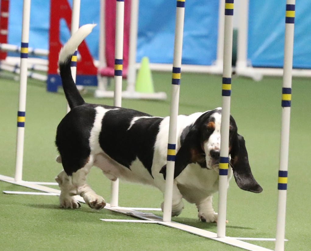 Basset Hound Club of America All About Agility