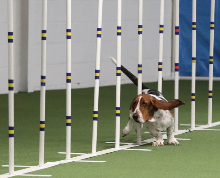 Basset Hound Club of America Companion Events