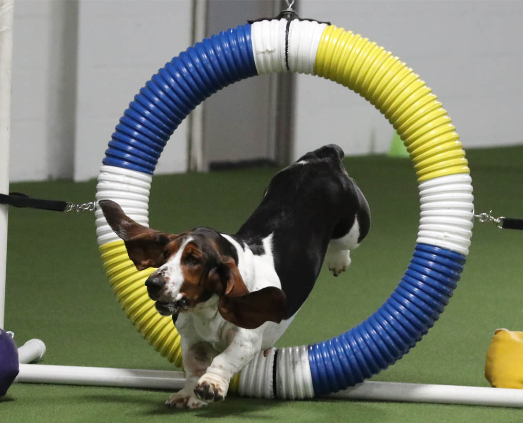 Basset Hound Club of America All About Agility