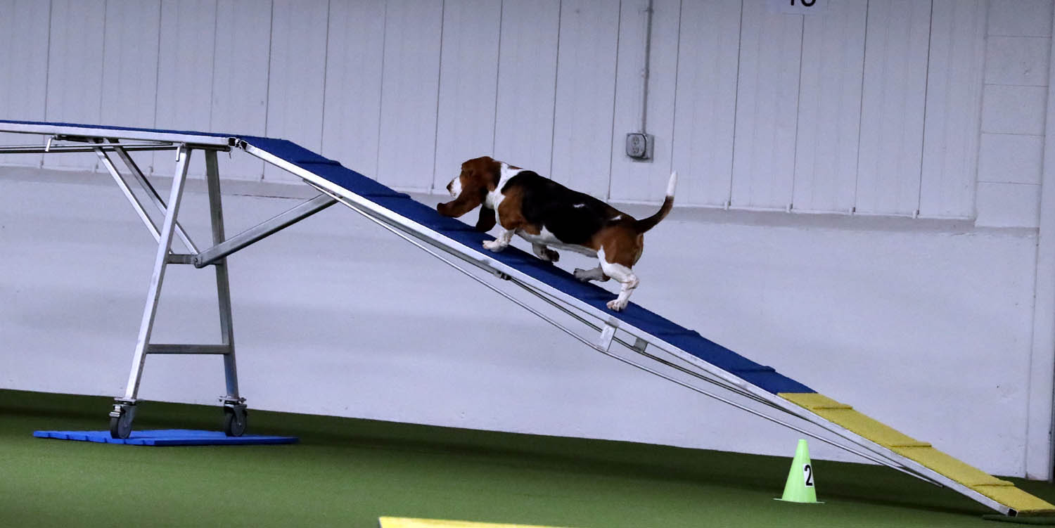 Basset Hound Club of America All About Agility