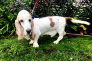 A mostly white male Basset Hound stands outside on a grass lawn. The dog is emaciated but has a sweet expression on his face.