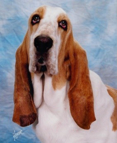 A Basset Hound looks at the camera. The dog has long brown ears and brown along both sides of its face divided by a white section running from the top of the forehead through the muzzle and cheeks. The body of the dog is mostly white.