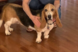 A black-saddle tricolor female Basset Hound stands on a wooden floor. A human holds their hands around the Basset Hound, who is looking at the camera.
