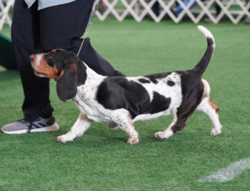 Possible Genetic Link to Intervertebral Disc Disease in Short-Legged Dogs