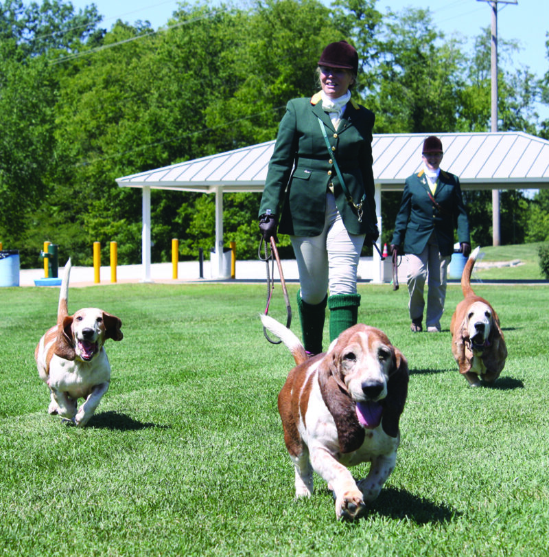 BHCA Photo Gallery | Basset Hound Club of America