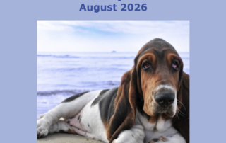 A screen shot of the BHCA Club Update for August 2026 showing a Basset Hound on a beach