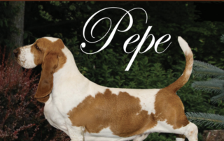 The cover of the May-June 2026 issue of Tally-Ho magazine shows a side photo of a red-and-white Basset Hound